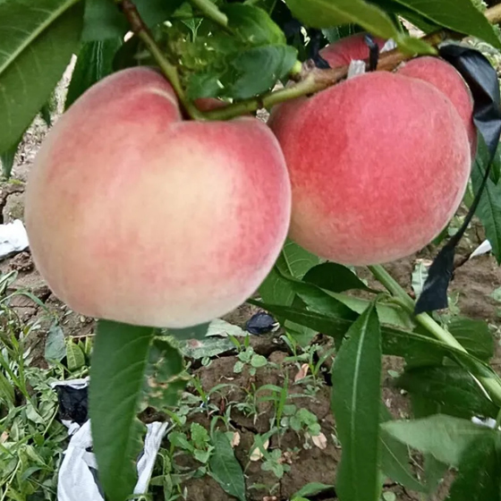 高原水蜜桃（陝西）